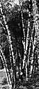 Yukon white birch - Alaskan birch with white to pale brown bark