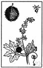manroot - tropical American prostrate or climbing herbaceous perennial having an enormous starchy root