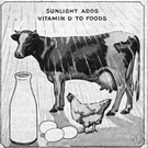 vitamin D - a fat-soluble vitamin that prevents rickets