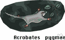 Acrobates - a genus of Phalangeridae