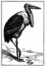 Marabou stork - large African black-and-white carrion-eating stork