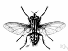 Sarcophaga - flesh flies