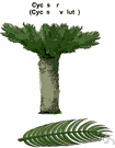 cycas - type genus of Cycadaceae: genus of widely distributed Old World evergreen tropical trees having pinnate leaves and columnar stems covered with persistent bases of old leaves