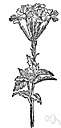 Alliaria - a genus of herbs of the family Cruciferae