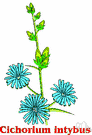 genus Cichorium - chicory