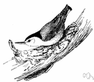 white-breasted nuthatch - bluish-grey nuthatch with black head and white breast