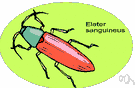 elaterid - any of various widely distributed beetles