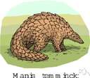 manis - type genus of the Manidae