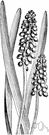 genus Muscari - sometimes placed in family Hyacinthaceae