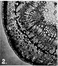 plant tissue - the tissue of a plant