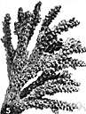 dendroid - resembling a tree in form and branching structure