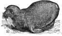 Odobenus rosmarus - a walrus of northern Atlantic and Arctic waters