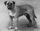 bull mastiff - large powerful breed developed by crossing the bulldog and the mastiff