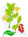 Berberidaceae - shrubs or herbs