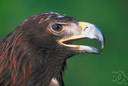 golden eagle - large eagle of mountainous regions of the northern hemisphere having a golden-brown head and neck