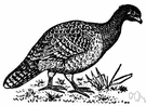 mallee fowl - Australian mound bird