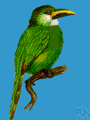 toucanet - small toucan