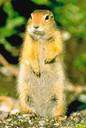 parka squirrel - large ground squirrel of the North American far north