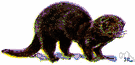 American mink - usually rich dark brown