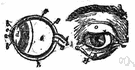 vitreous humor - the clear colorless transparent jelly that fills the posterior chamber of the eyeball
