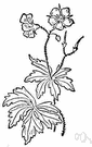 cranesbill - any of numerous geraniums of the genus Geranium