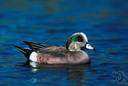 Anas americana - a widgeon the male of which has a white crown