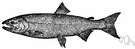 Oncorhynchus tshawytscha - large Pacific salmon valued as food