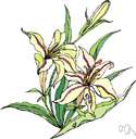 lily - any liliaceous plant of the genus Lilium having showy pendulous flowers