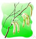 Bengal bean - the annual woody vine of Asia having long clusters of purplish flowers and densely hairy pods