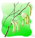 Benghal bean - the annual woody vine of Asia having long clusters of purplish flowers and densely hairy pods