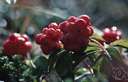 American red elder - common North American shrub or small tree