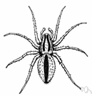 class Arachnida - a large class of arthropods including spiders and ticks and scorpions and daddy longlegs