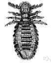louse - wingless insect with mouth parts adapted for biting