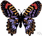 lepidoptera - moths and butterflies