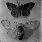 gipsy moth - European moth introduced into North America
