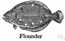 flounder - flesh of any of various American and European flatfish
