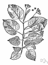 American lime - large American shade tree with large dark green leaves and rounded crown