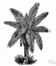 sago palm - any of various tropical Asian palm trees the trunks of which yield sago