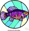 flagfish - a fish with a dark-blue back and whitish sides with red stripes