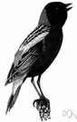 Dolichonyx oryzivorus - migratory American songbird