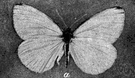 pierid butterfly - any of numerous pale-colored butterflies having three pairs of well-developed legs