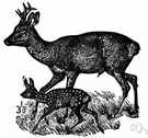 Capreolus capreolus - small graceful deer of Eurasian woodlands having small forked antlers