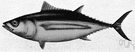 albacore - relatively small tuna with choice white flesh