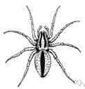 spidery - relating to or resembling a member of the class Arachnida