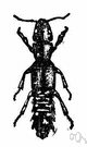 rove beetle - active beetle typically having predatory or scavenging habits
