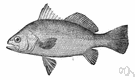 mademoiselle - small silvery drumfish often mistaken for white perch