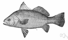silver perch - small silvery drumfish often mistaken for white perch
