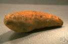 yam - sweet potato with deep orange flesh that remains moist when baked