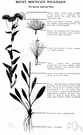 mountain daisy - boreal or alpine sandwort