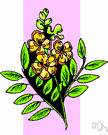 Alexandria senna - erect shrub having racemes of tawny yellow flowers